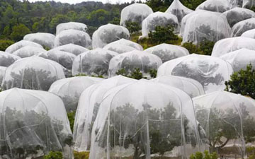 蔬菜大棚使用防虫网可以预防虫害
