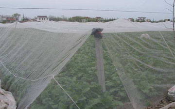 蔬菜大棚用防虫网还是杀虫灯合适