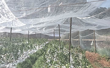 农用蔬菜果树40目60目大棚防虫网