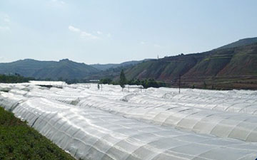大白菜防虫网一般多少目合适
